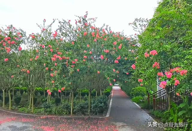 成都冷门紫薇花公园，满园紫粉超美，不要门票，公交车直达！