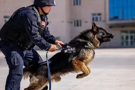 中国警犬大揭秘——德国牧羊犬、寻血猎犬图片