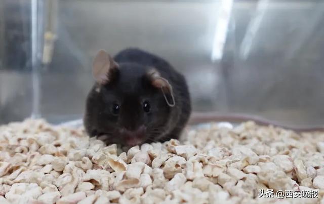 为4只“太空小鼠”取名，网友：从从、容容、游刃、有余……