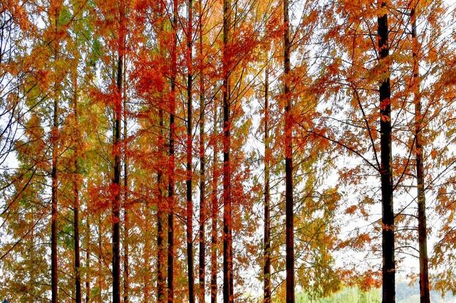 青睐绵阳 || 这里，绝美，超出片！