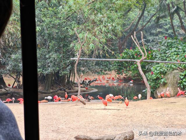 参观广州长隆野生动物园，全程感觉眼累手累腿不累