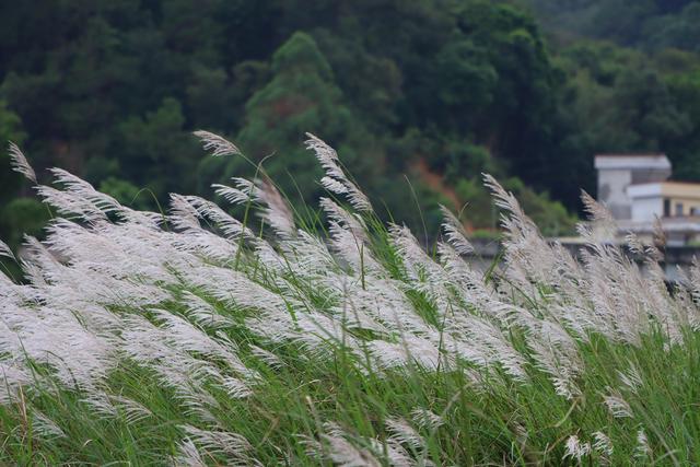 郁南：西江边的芦苇荡