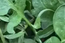 三大“野区”限时开放，快来挖挖挖！图片