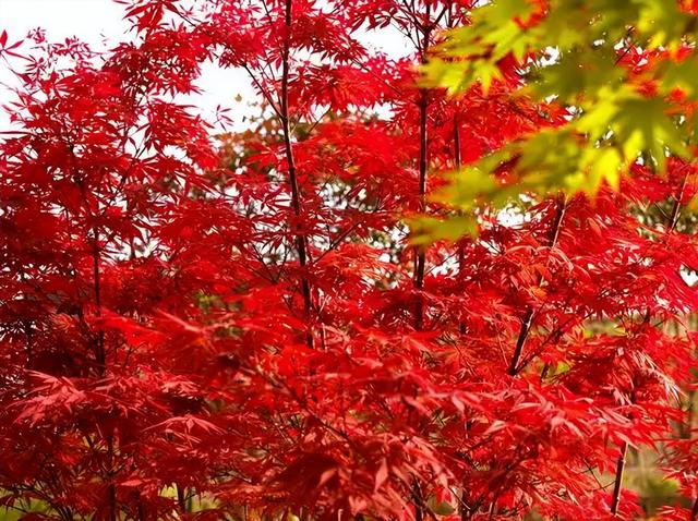 红叶竟为“新生”色？两大争议难分高下，实验给出方向