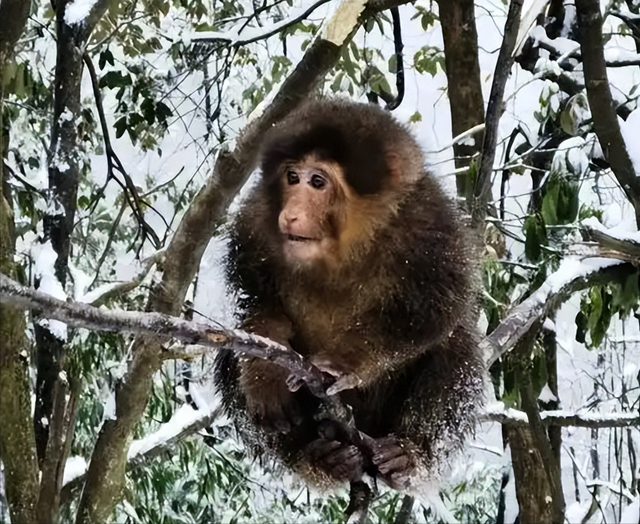 伤害1只也不行！2024年女游客徒步比赛被抓咬，十余只持续3分钟