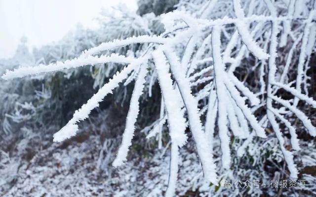 资源县：寒凝琼枝引客来 雾凇盛宴醉游人