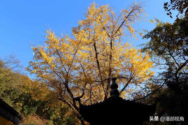苏州穹窿山下香山草庵，冬日银杏和古庙的完美组合