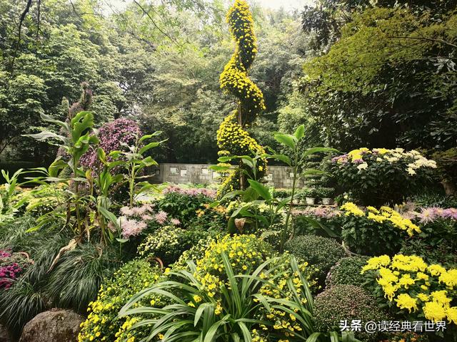 杭州植物园的菊花展——一场关于菊花的饕餮盛宴（二）