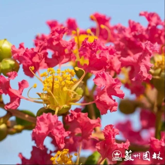 快收藏！苏州园林八月打卡指南！