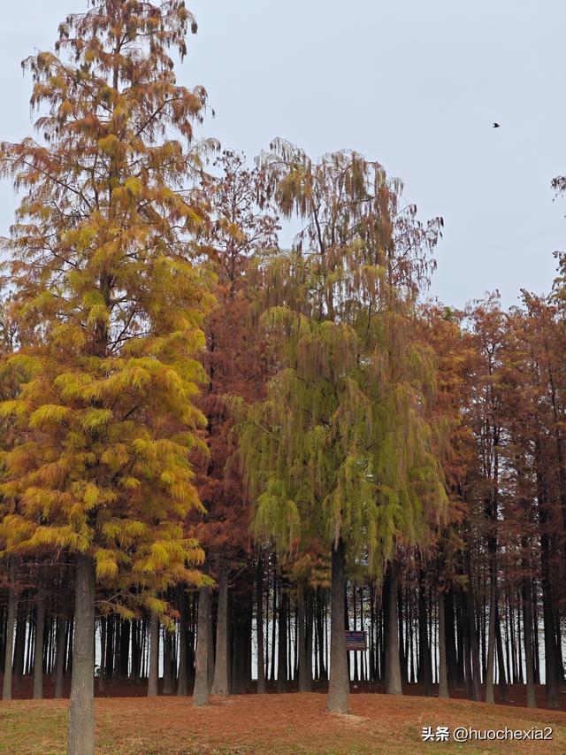 佛山真好逛——火红的小布村
