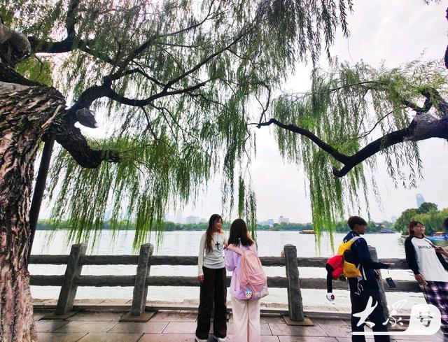 明湖垂柳曼妙多姿 游人如织景致如画