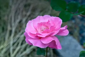 让男人对你着迷入心，不嫌弃你的方式：一个字图片
