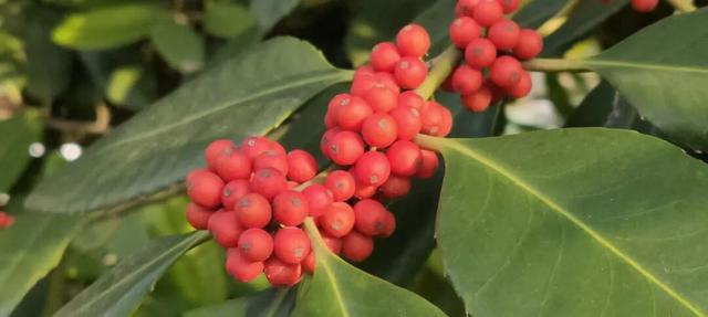 寻美薛城丨格外耀眼！大叶冬青红了，一起来龟山公园寻找冬日里的当“红”明星！