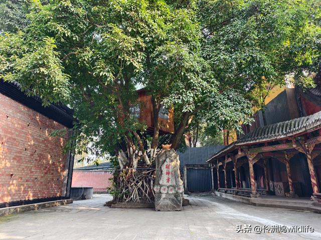 四川行(75)广汉②金雁湖公园·黑塔街·龙居寺