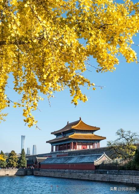 11月一定要收藏一份全国银杏观赏地图