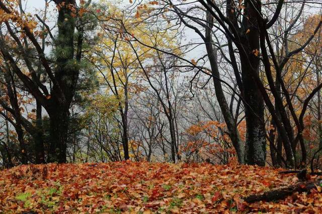 问道吉线G331——平岗天然牧场秋日盛景引客来