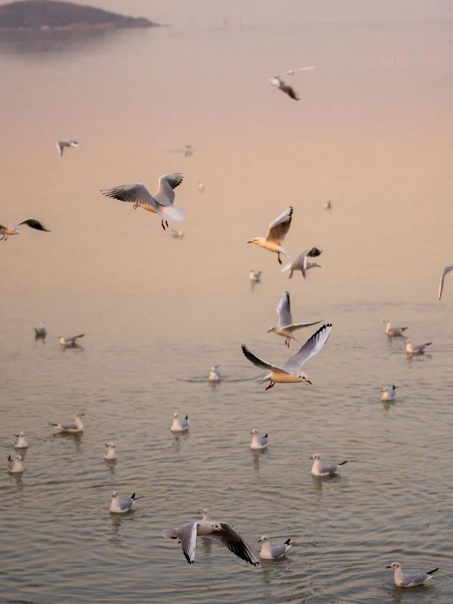 苏州年度限定奇观来了