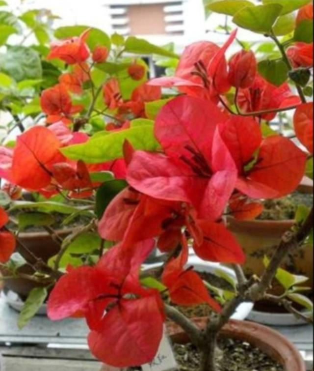 三角梅长白虫？3招在家除+1预防，别乱用药！ (2)