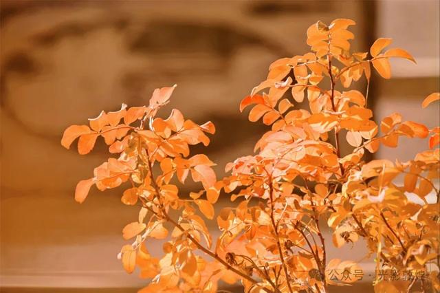 【近距离看敦煌】给党河风情线的秋色来个特写