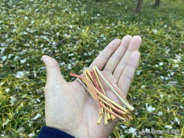 回不去的游乐园，拔不断的童年记忆