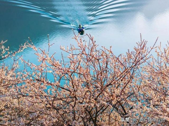 顶流“大湾鸡”陪你跨年！广州元旦打卡攻略，热门玩法大揭秘