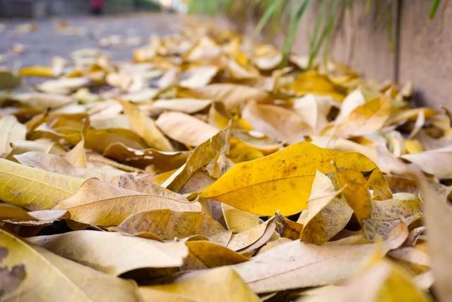 探徐汇｜赴一场落叶之约！徐汇街头美成童话