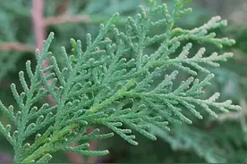 侧柏叶，是天然的洗发水，用来煮水洗头发，解决你的大烦恼图片