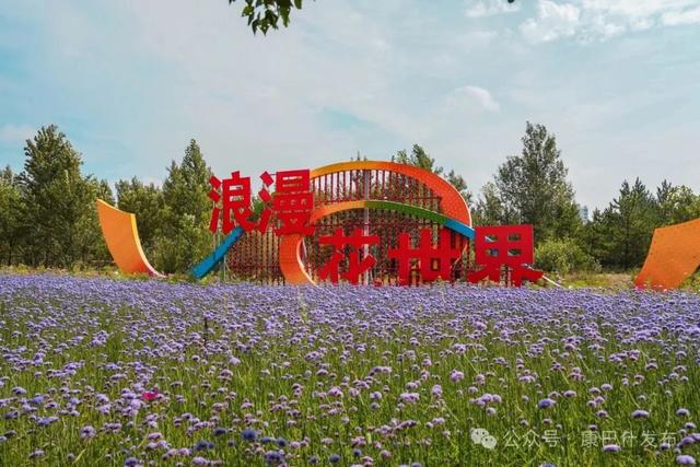 秋日限定！康巴什“花海”翻涌