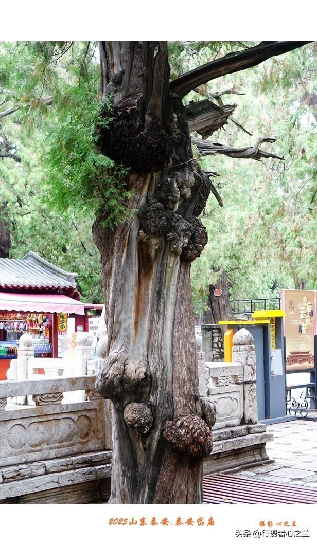 山东行游影记（318）—泰安岱庙（十四）