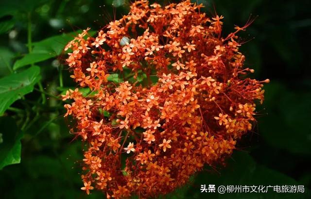 把夏天泡进花海里！前茅公园的浓烈+园博园的清新，快来享用双份“夏日特调”