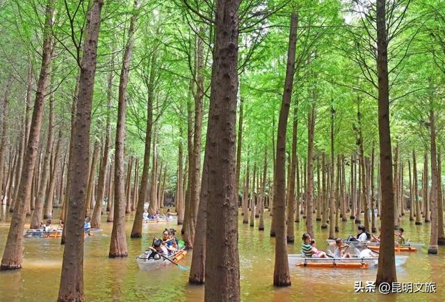 2025最新观鸥地图：这些地方“鸥”气值MAX，拍照直接封神！