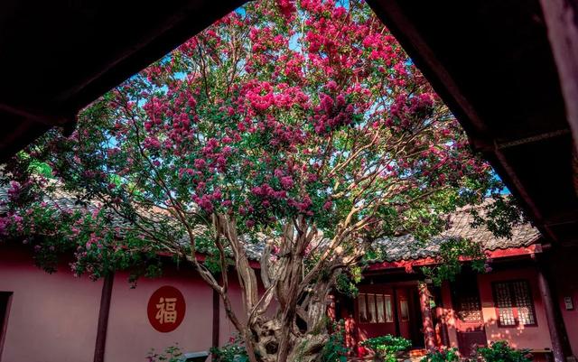 一秒入画！千年紫薇花，打卡夏日限定的剑门关浪漫