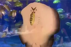 魔鬼鱼上班时间“吃同事”，潜水员慌忙赶来抢救图片