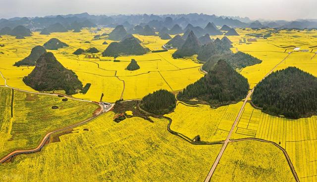 去罗平，追中国第一抹春！油菜花海已进入最佳观赏期，不要错过！