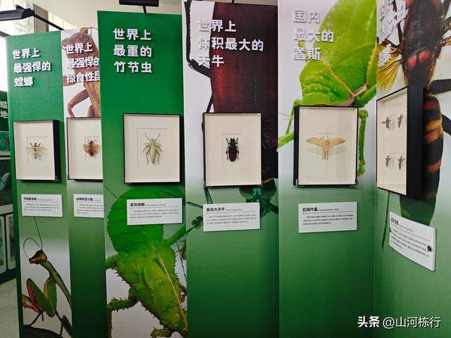 成都人的周末“偷闲”：上午三道堰喝茶，下午蝴蝶村遛娃