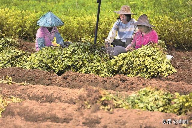 “最怕十月初一是晴天”，今天十月初一，晴天有什么可怕的？