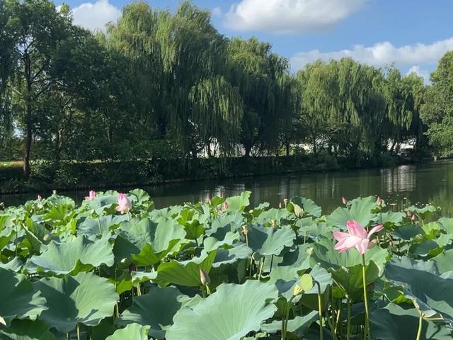 上海“赏荷第一园”走红,风景绝美免费参观!