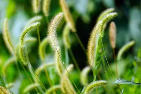 每天认几个繁体字：百家姓之“苏”图片