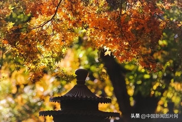 霜降染秋色，层林尽染正当时——香山公园进入红叶最佳观赏期