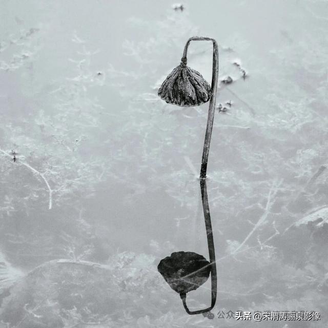 陕西渭南：人民公园秋天的残荷淡如水 美如画 凄凉如人生