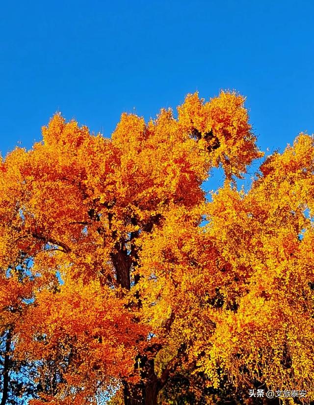 泰安这里景色正惊艳！满足你对秋天的一切美好想象！