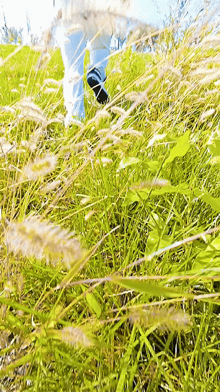 我在泰安找到一座山，藏着一片绝美的狗尾巴草和小雏菊花！