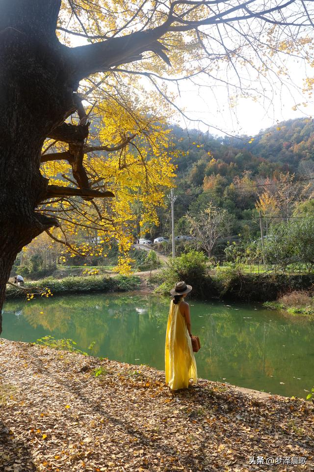 豫客纷至安陆，共赏银杏芦花绘初冬