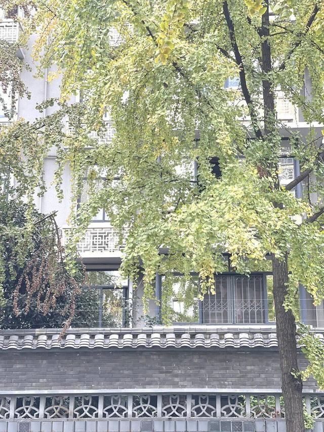 【美丽四川】寒冬将至 银杏初黄