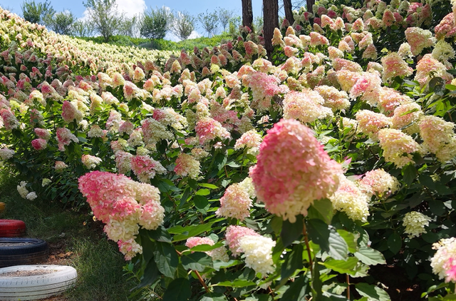 花已开，等你来！贵阳贵安2026赏花地图浪漫上线→