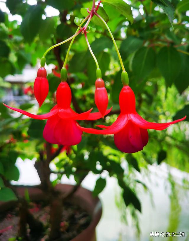 西宁植物园，花开时节恰逢秋