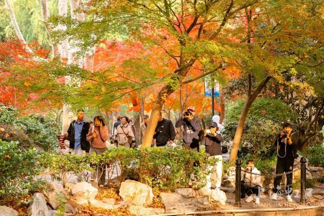 鲁迅公园枫叶红了！红黄青绿交织秋意浓~超出片