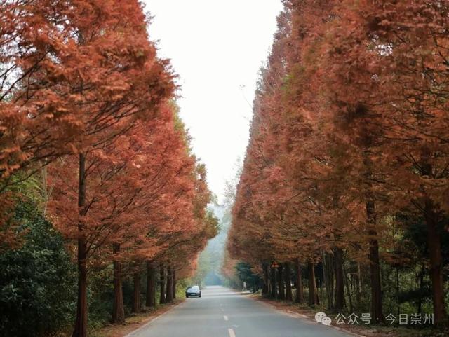 出片率100%！为崇州这些高颜值路连发三天朋友圈！