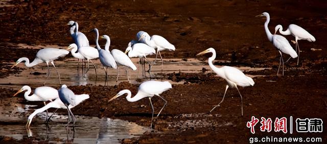 金秋敦煌党河风情线白鹭翩跹