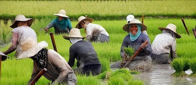 果不其然！就在昨天，马科斯突然宣布：菲律宾暂停进口大米60天！